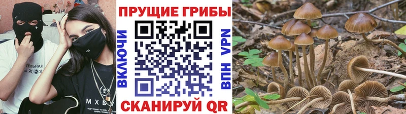 Галлюциногенные грибы прущие грибы  Берёзовка 